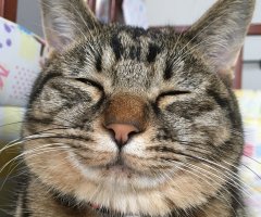 ネコ写真