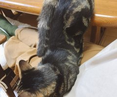 ネコ写真