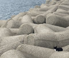 ネコ写真