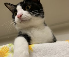 ネコ写真