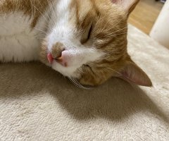 ネコ写真
