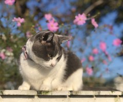 ネコ写真