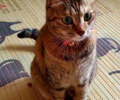 ネコ写真
