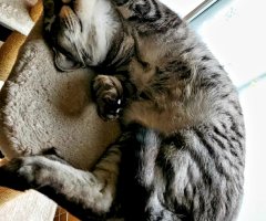 ネコ写真