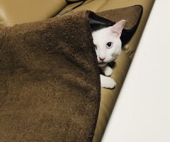ネコ写真