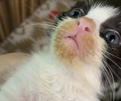 ネコ写真