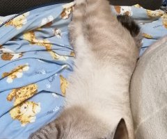 ネコ写真