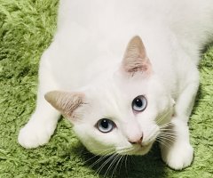 ネコ写真