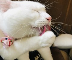 ネコ写真