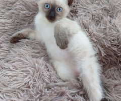 ネコ写真