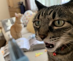 ネコ写真