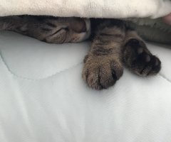 ネコ写真