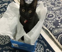 ネコ写真