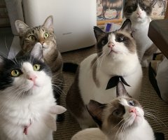 ネコ写真