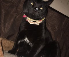 ネコ写真