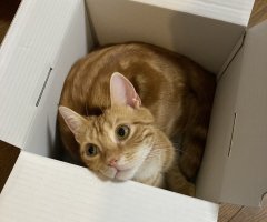 ネコ写真