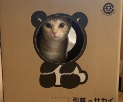 ネコ写真