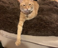 ネコ写真