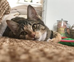 ネコ写真