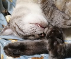 ネコ写真