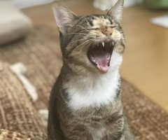 ネコ写真