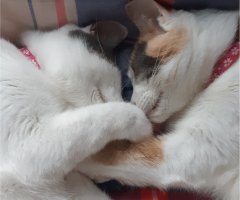 ネコ写真