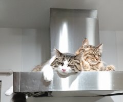 ネコ写真