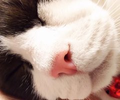 ネコ写真