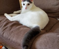 ネコ写真