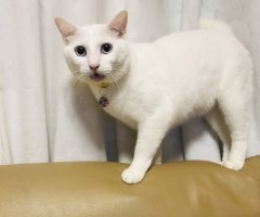 ネコ写真