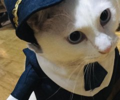ネコ写真