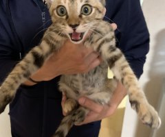 ネコ写真