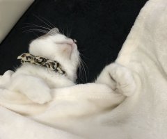 ネコ写真