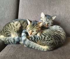 ネコ写真