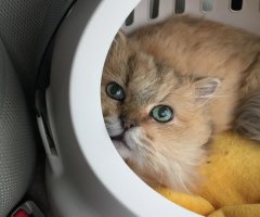 ネコ写真
