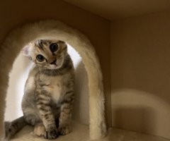 ネコ写真