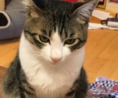 ネコ写真
