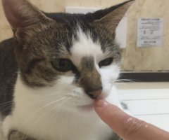 ネコ写真