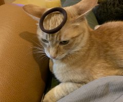 ネコ写真