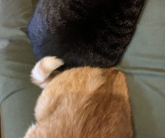 ネコ写真