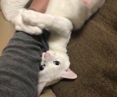 ネコ写真