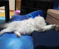 ネコ写真