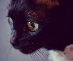 ネコ写真