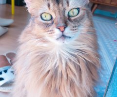 ネコ写真