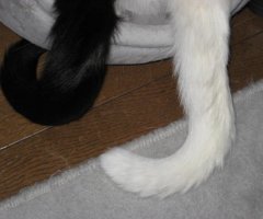 ネコ写真