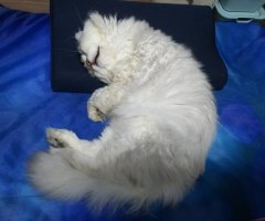 ネコ写真
