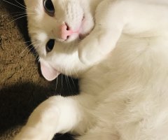 ネコ写真