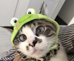 ネコ写真