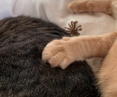 ネコ写真