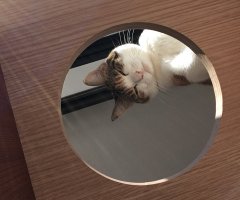 ネコ写真